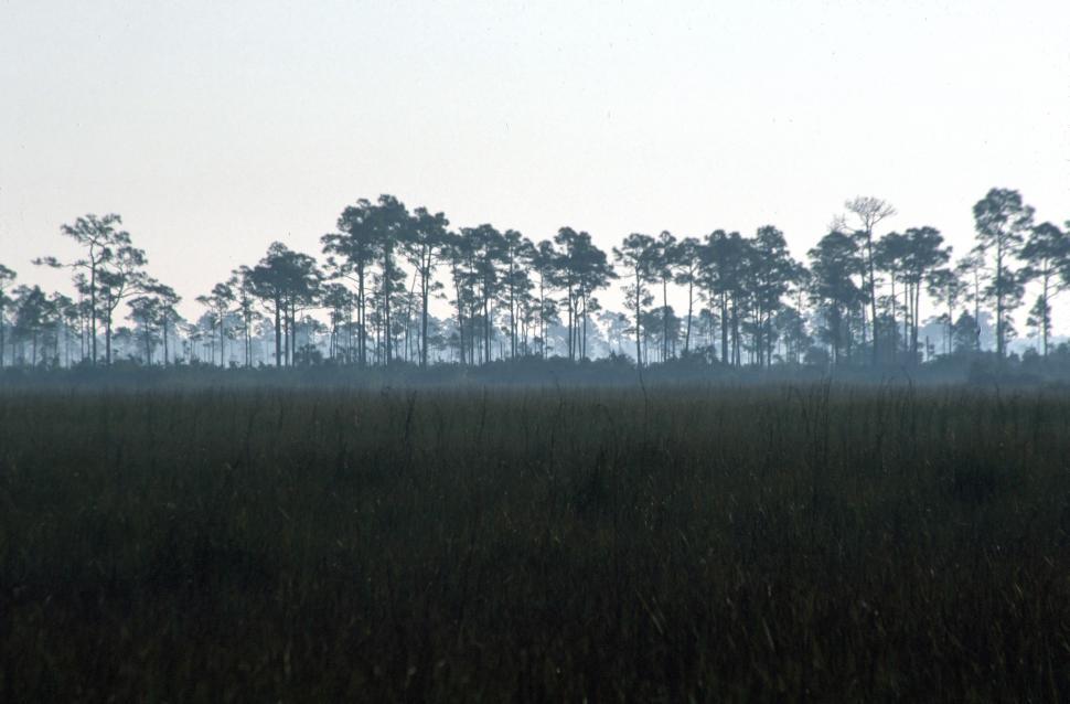 Free Image of Hardwood Hammock Forest 