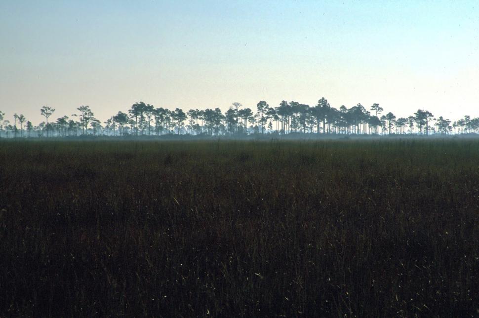 Free Image of Morning Forest 