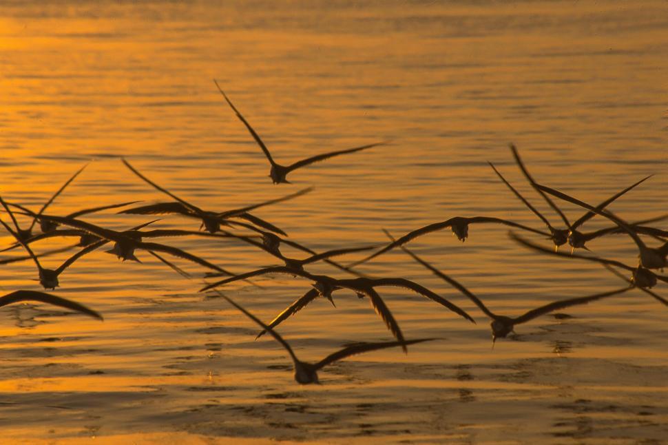 Free Image of Skimmers Flying at Sunset 