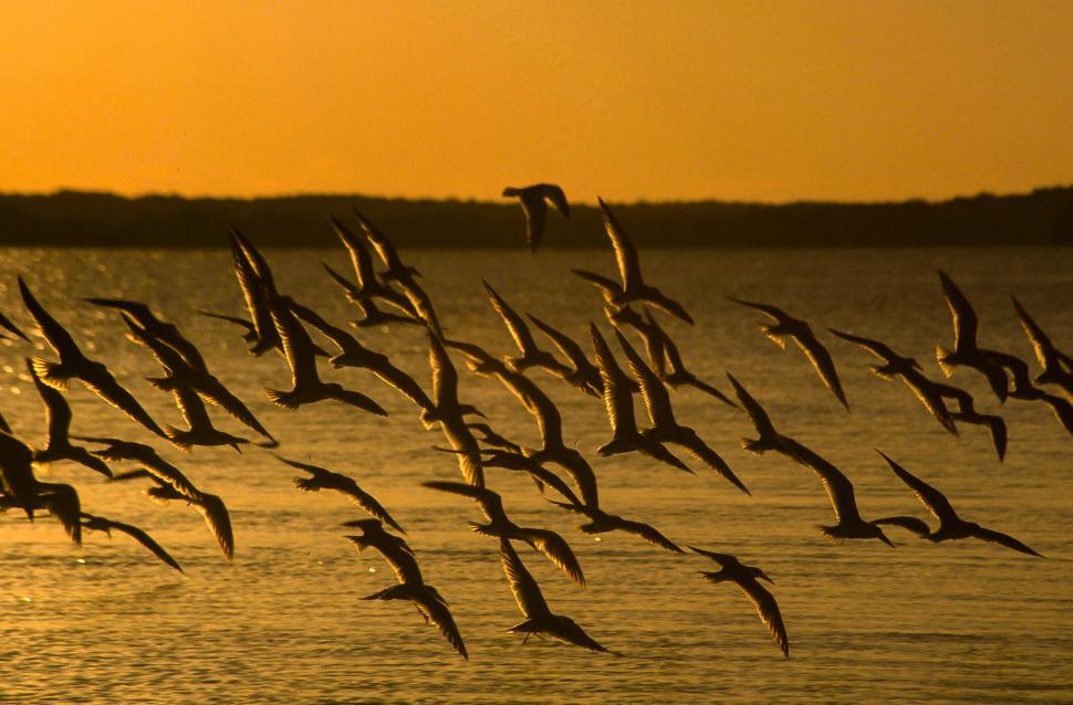 Free Image of Birds Flying near the Coast 