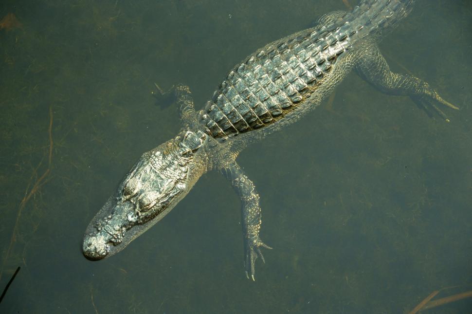 Free Image of Alligator 