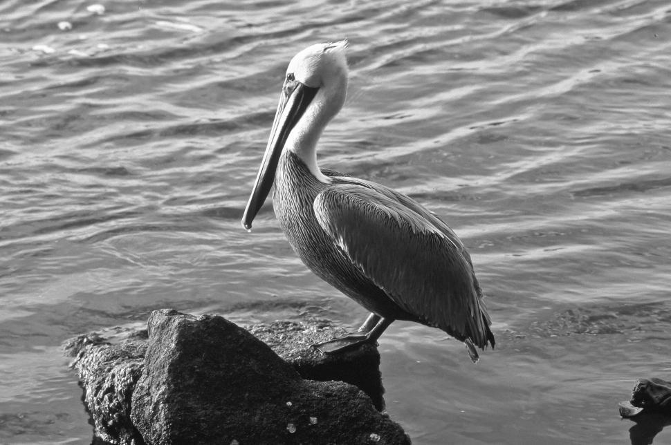 Free Image of Brown Pelican 