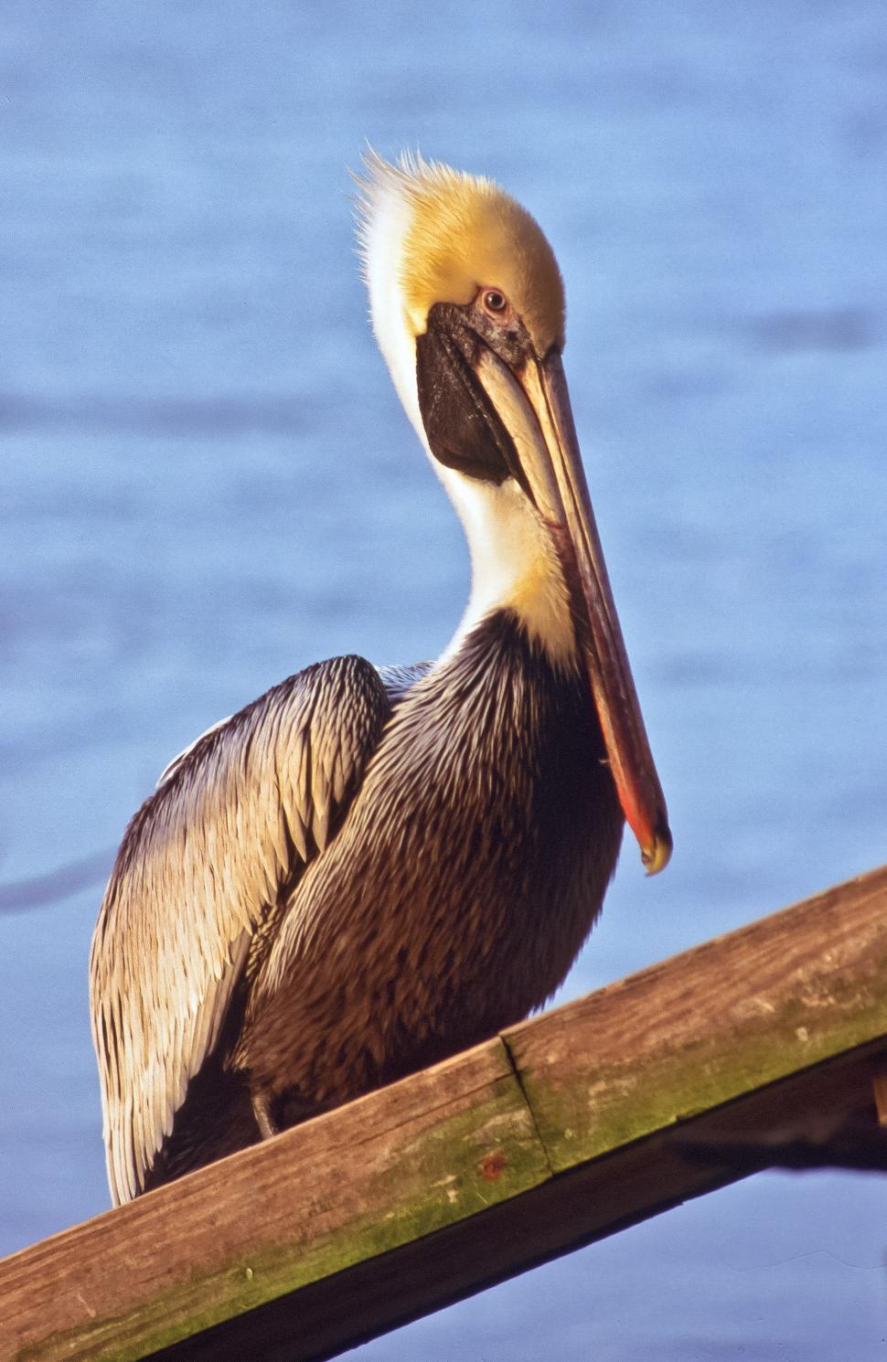 Free Image of Pelican Near Water 