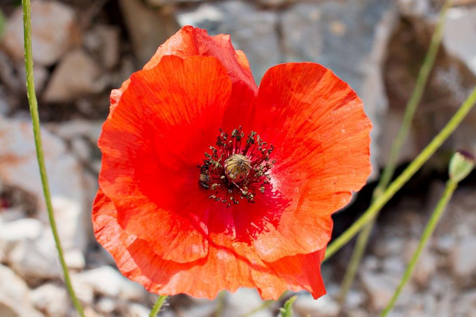 Free Image of Poppy 