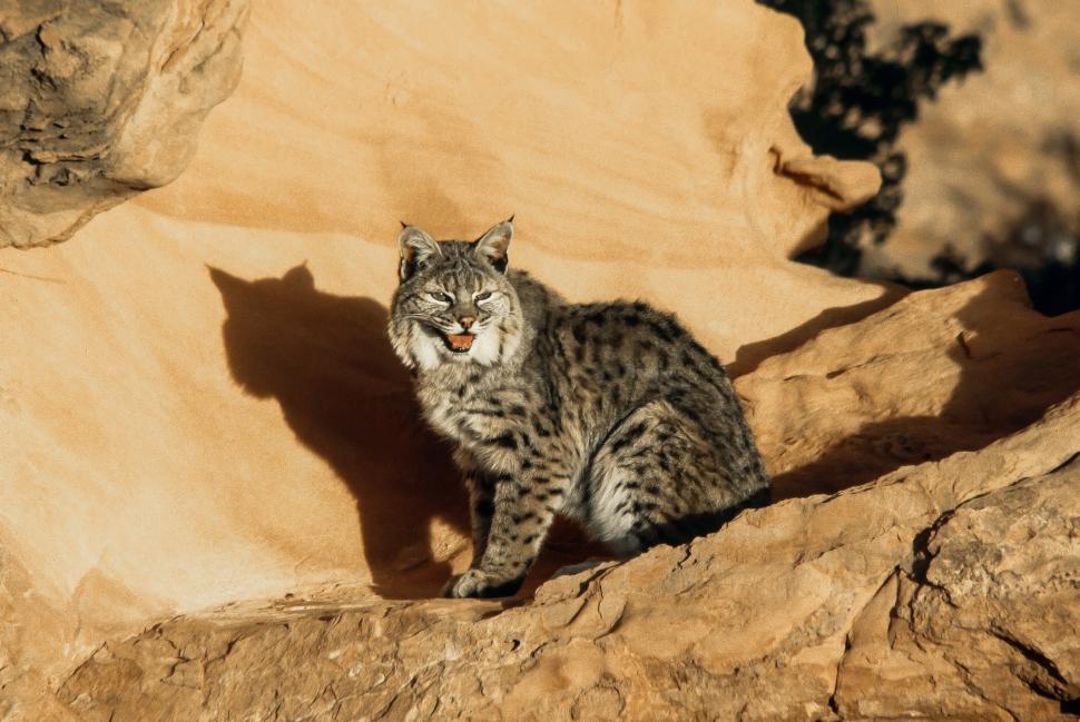 Free Image of Bobcat Stares at the Sun 