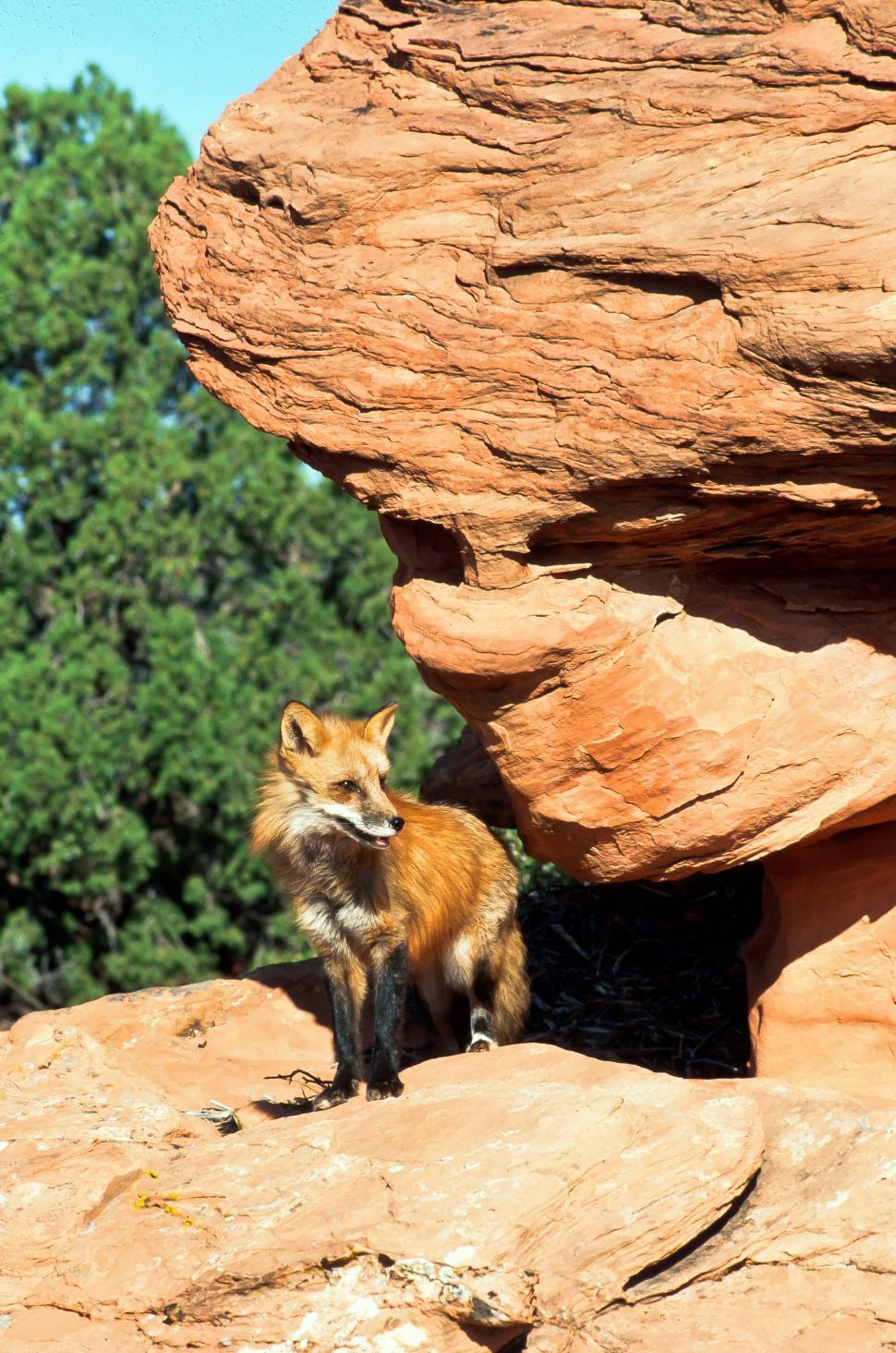 Free Image of Red Fox  