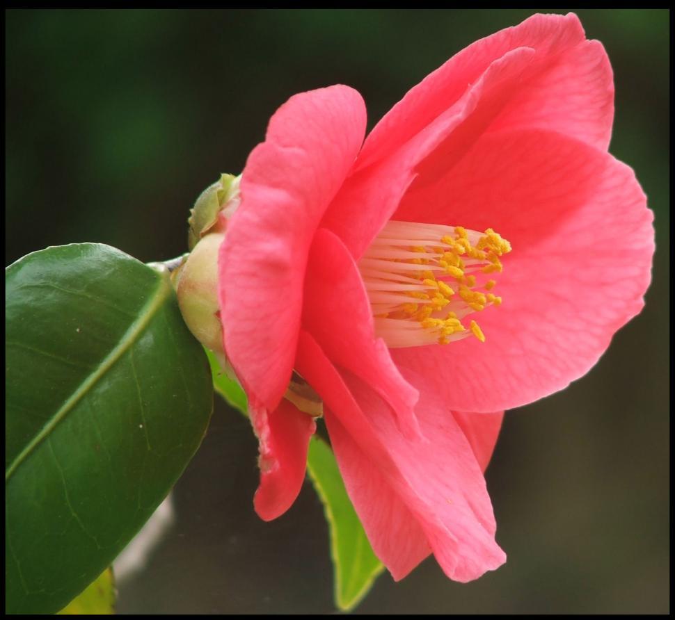 Free Image of Flowers 