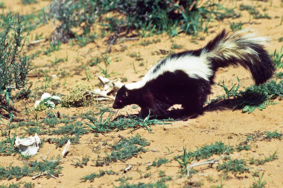 Free Image of Skunk 