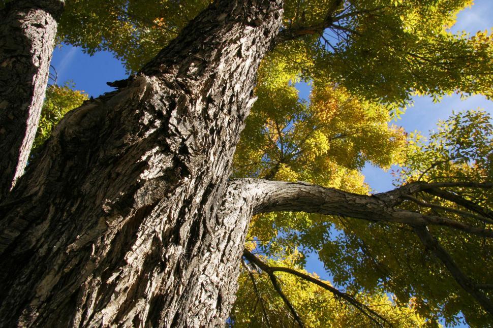 Free Image of Tree bark 