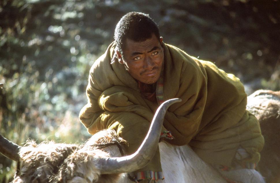Free Image of Yak Herder on Yak 