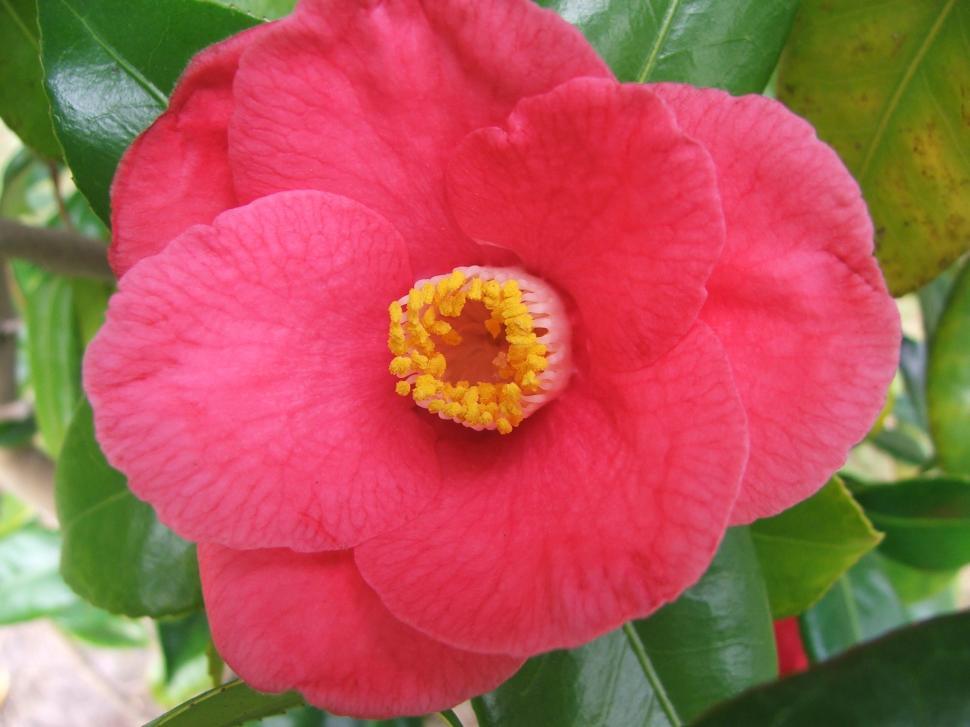 Free Image of Flowers 