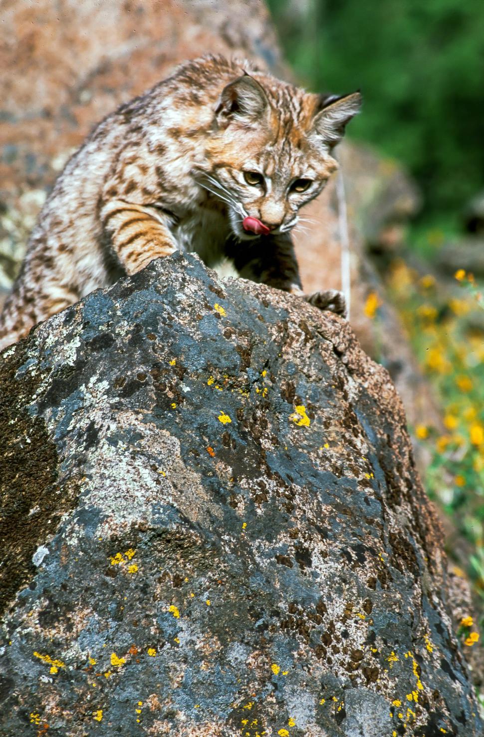 Free Image of Bobcat licks chops 
