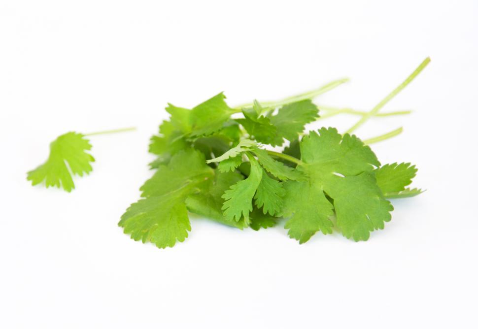 Free Image of Coriander fresh herbs 