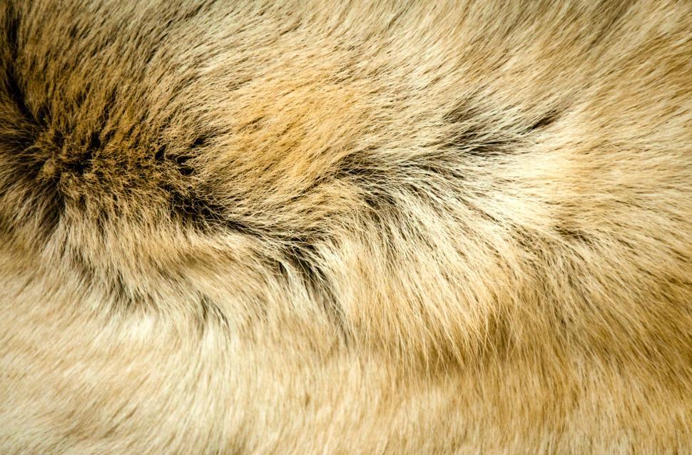 Free Image of Animal fur texture 