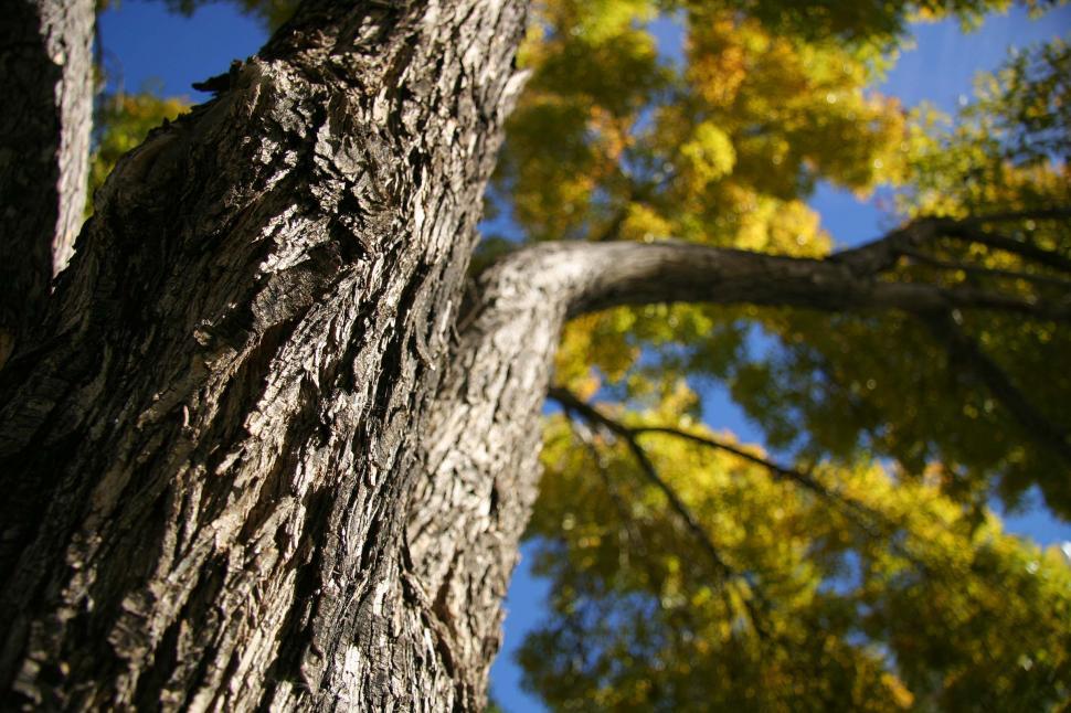 Free Image of Tree bark 