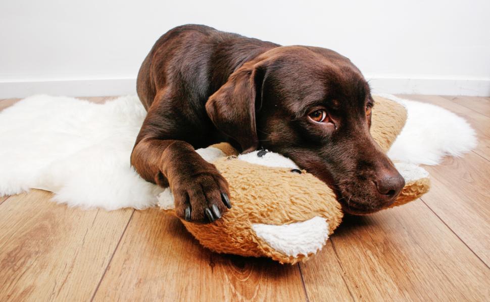 Free Image of Labrador dog cuddling with teddy bear 
