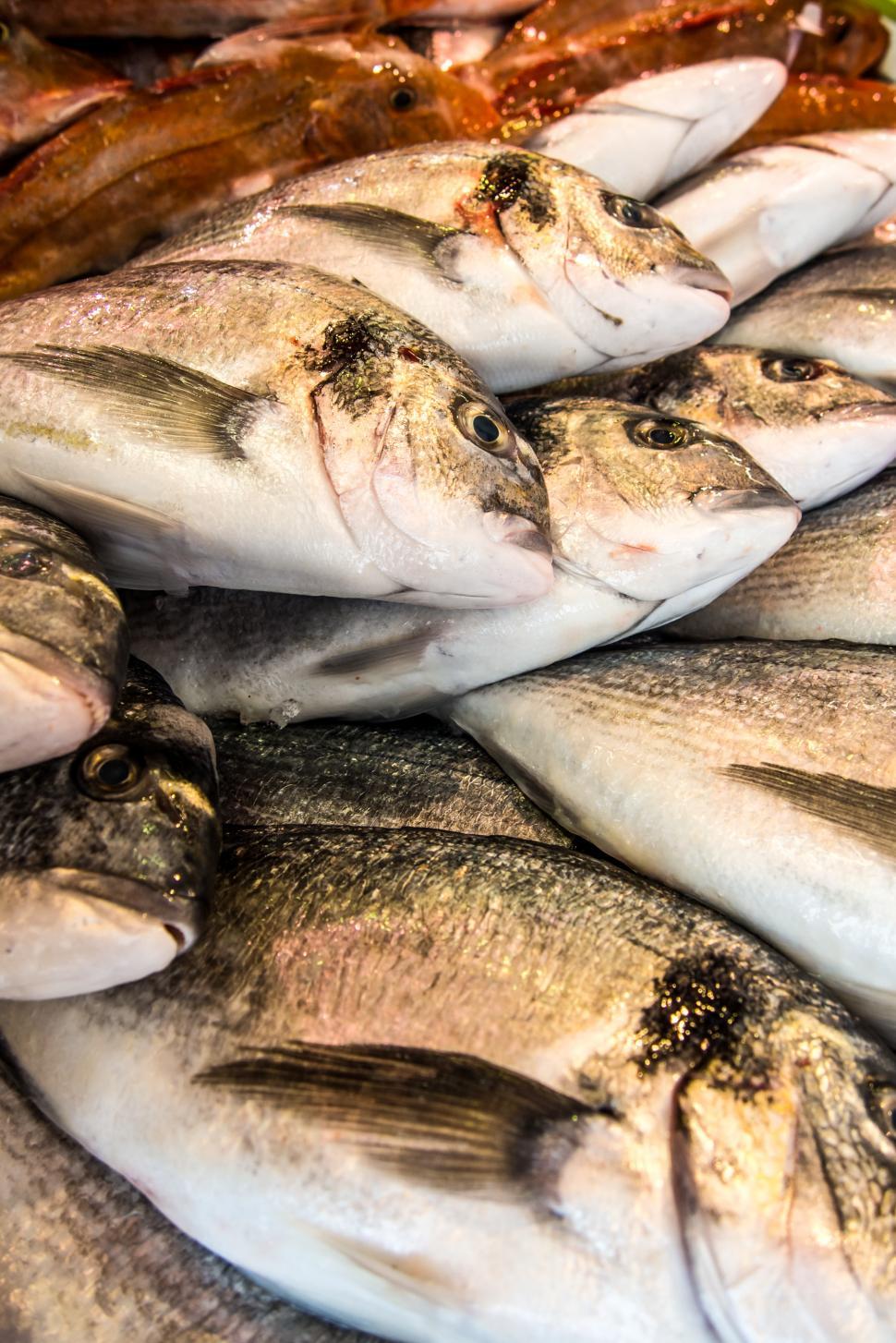 Free Image of Fresh fishes in a market 