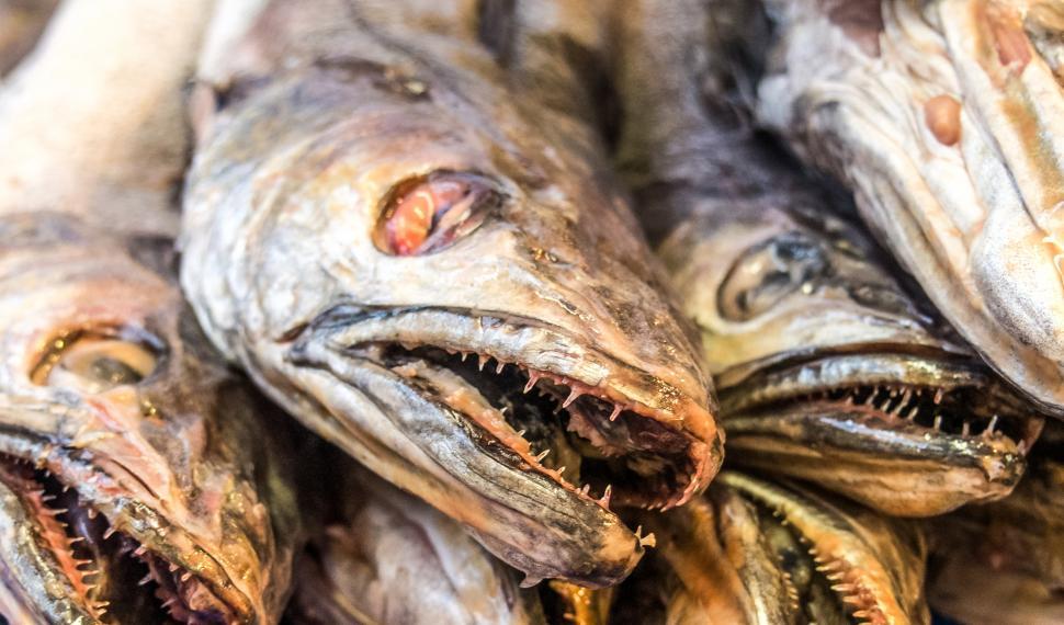 Free Image of Fresh fish in a market 