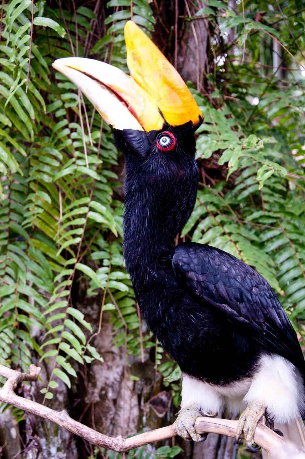 Free Image of Rhinocerous hornbill bird 