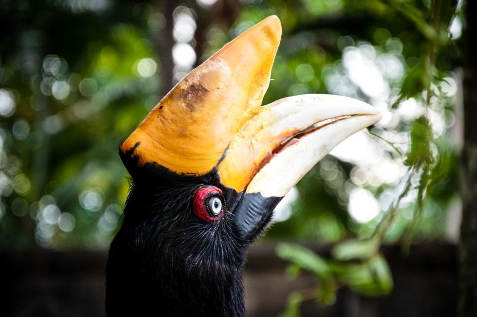 Free Image of Rhinocerous hornbill bird 