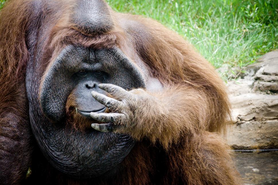 Free Image of Orangutan monkey 