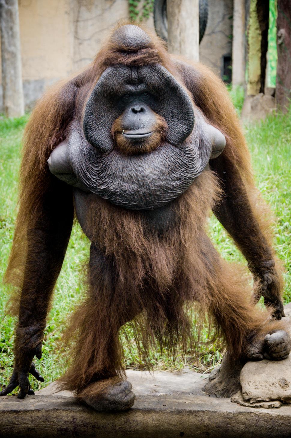 Free Image of Orangutan monkey 