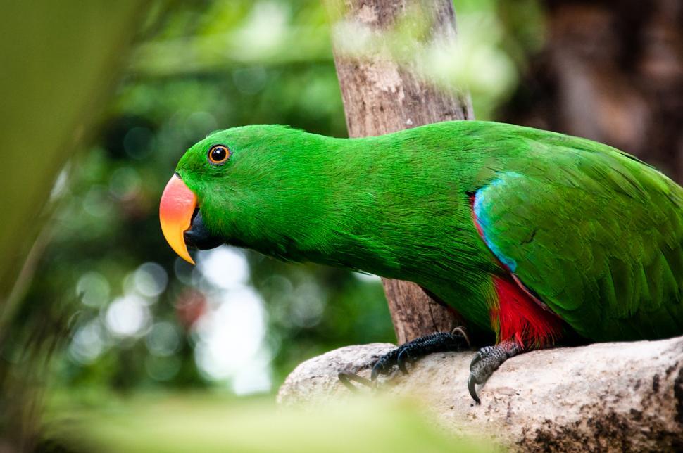 Free Image of parrot bird 