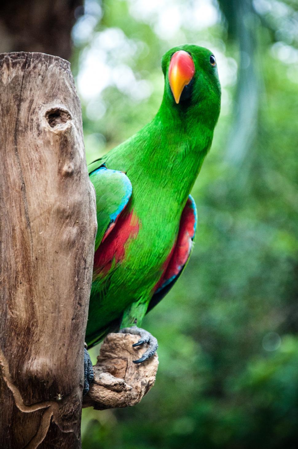 Free Image of parrot bird 