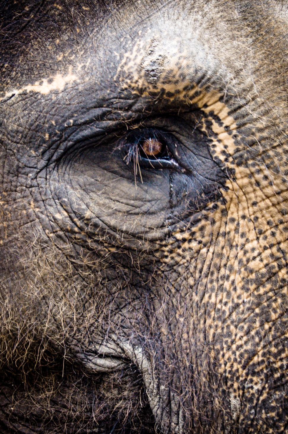 Free Image of Elephant 