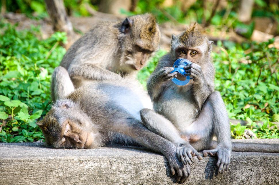 Free Image of Monkey mother and baby 