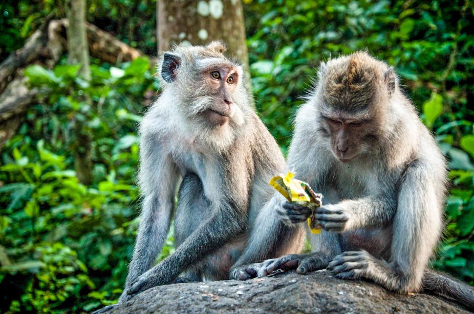 Free Image of monkeys 