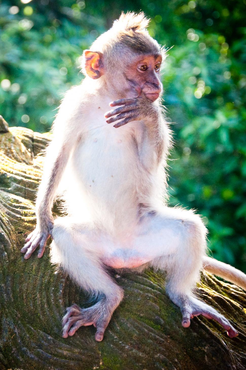 Free Image of Monkey 