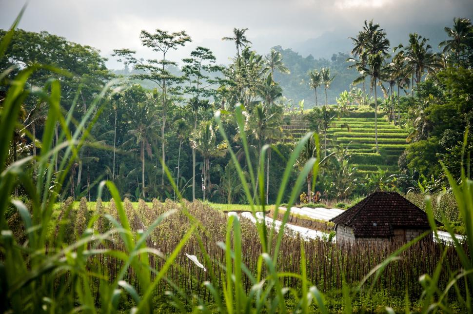 Free Image of Rice Fields in Bali Asia 