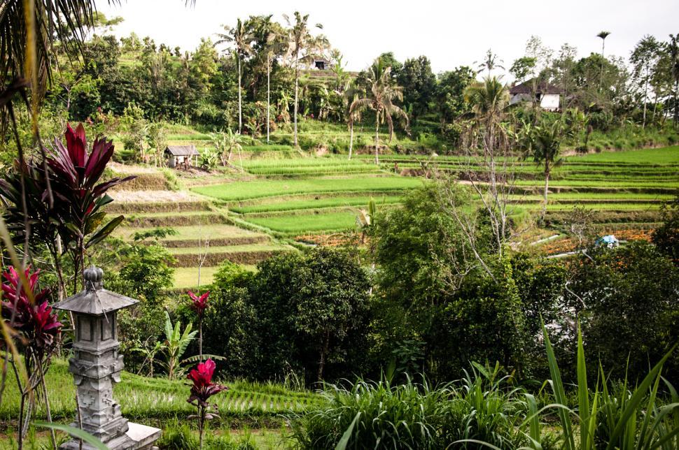 Free Image of Rice Fields in Bali Asia 