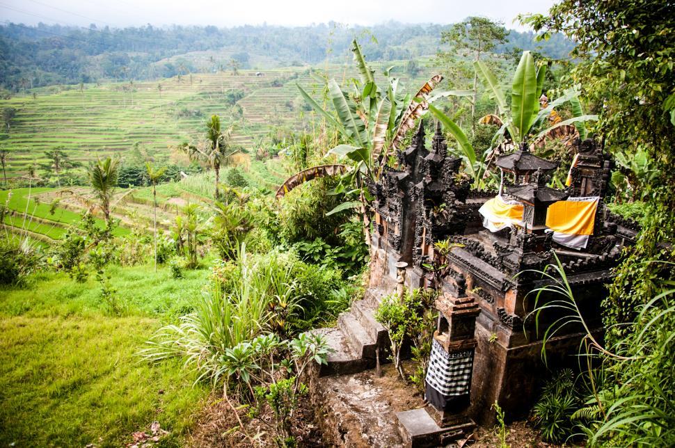 Free Image of Rice Field in Bali Asia 