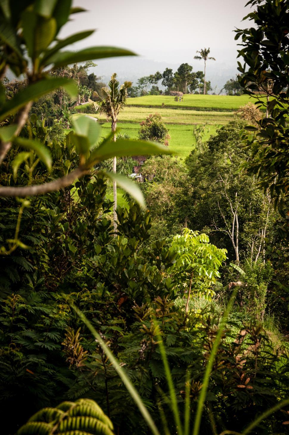 Free Image of Rice Fields in Bali Asia 