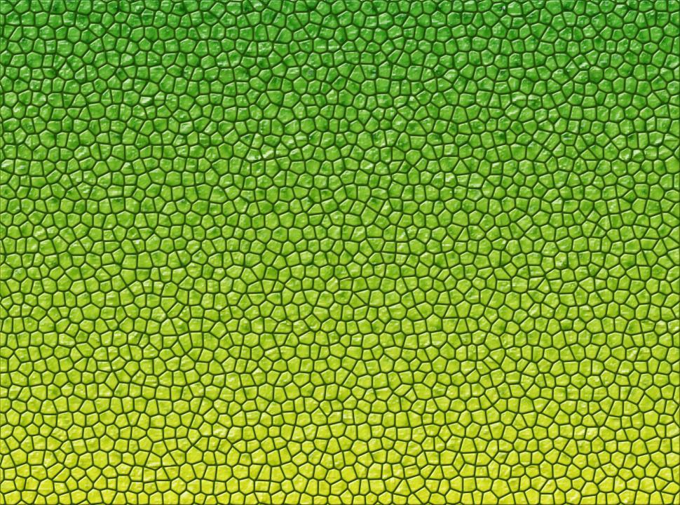 Free Image of Reptile skin texture 