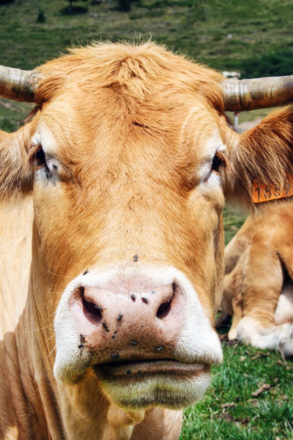 Free Image of The Cow on grass 