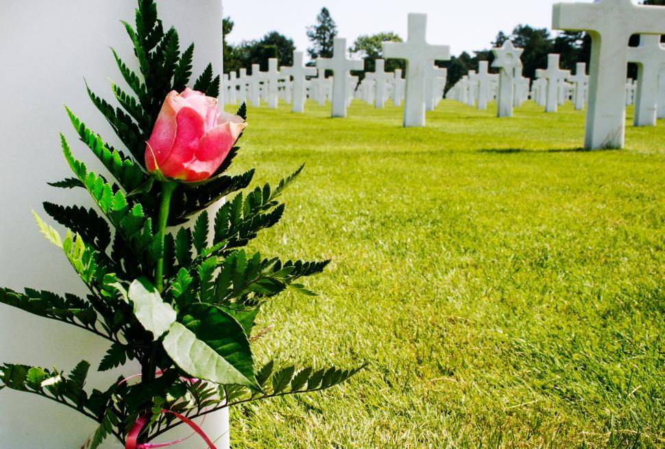 Free Image of Flower at military grave 