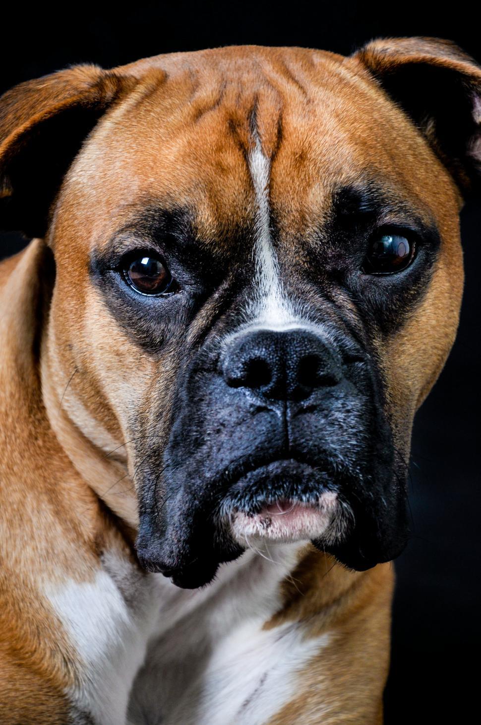 Free Image of boxer dog portrait in studio 