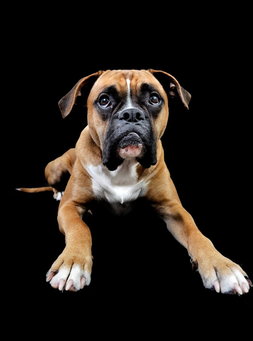 Free Image of boxer dog portrait in studio 