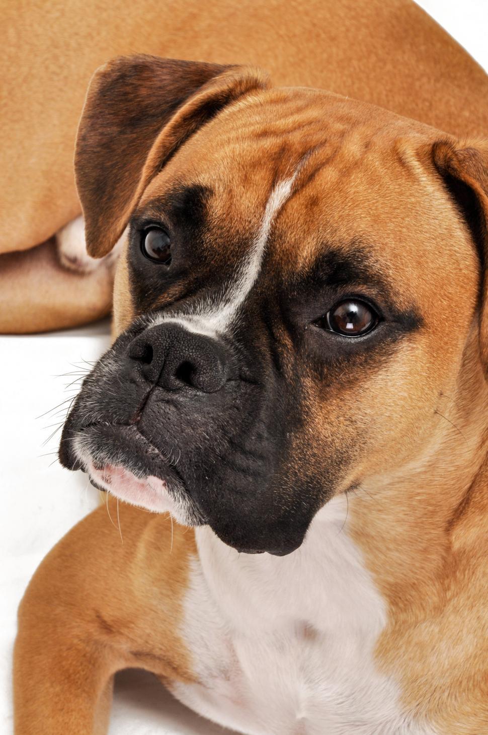 Free Image of boxer dog portrait in studio 