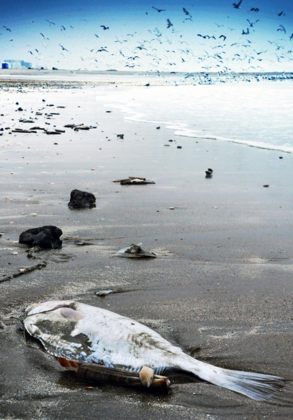 Free Image of Dead fish washed to shore 