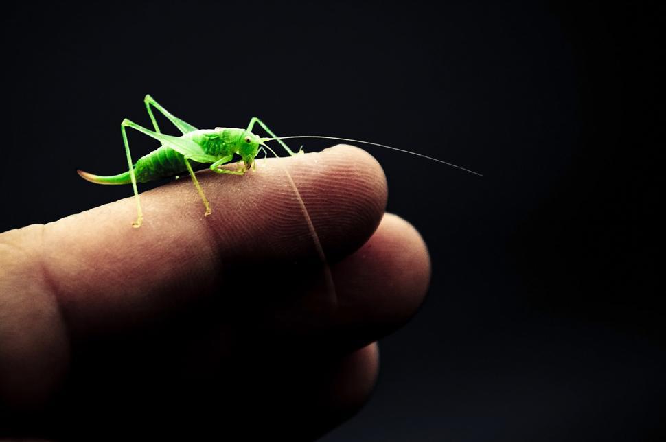 Free Image of Grasshopper 