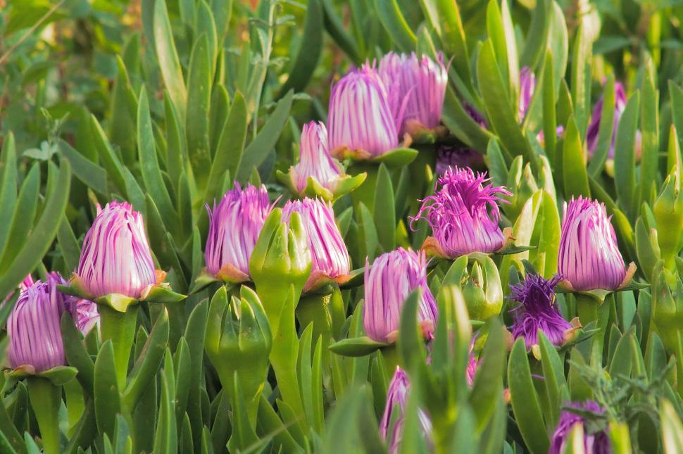 Free Image of May flowers 