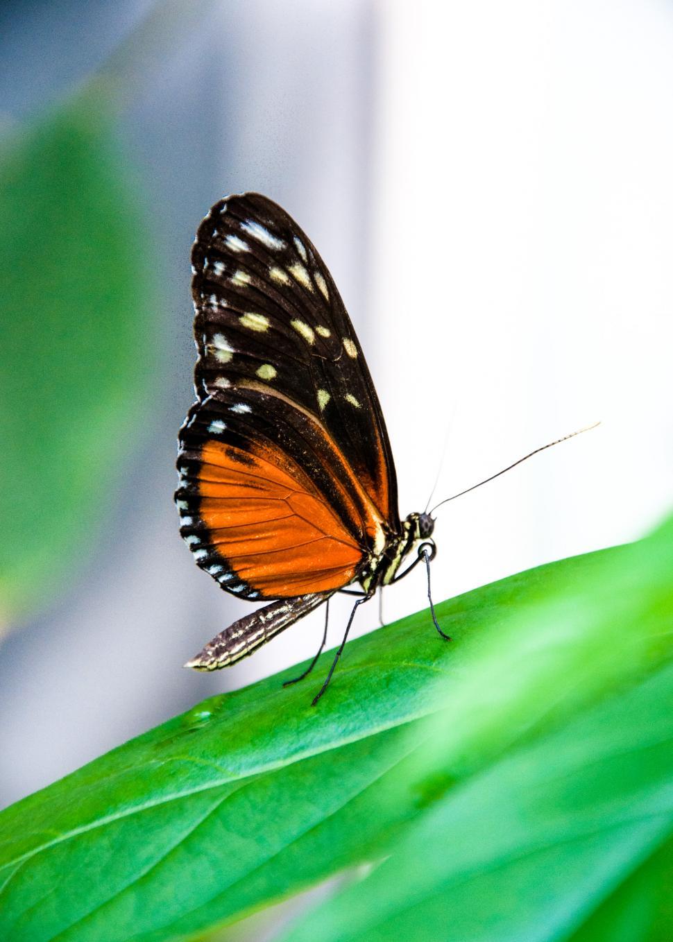 Free Image of Butterfly in nature 