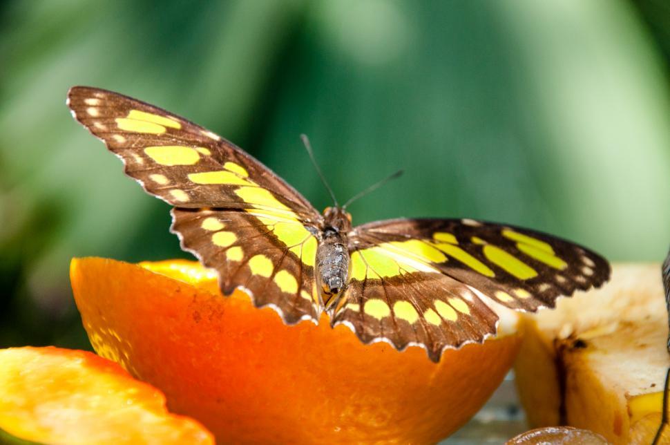 Free Image of Butterfly in nature 