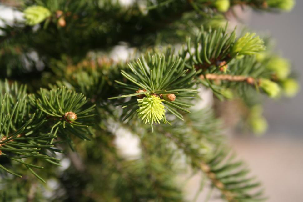 Free Image of Pine detail 