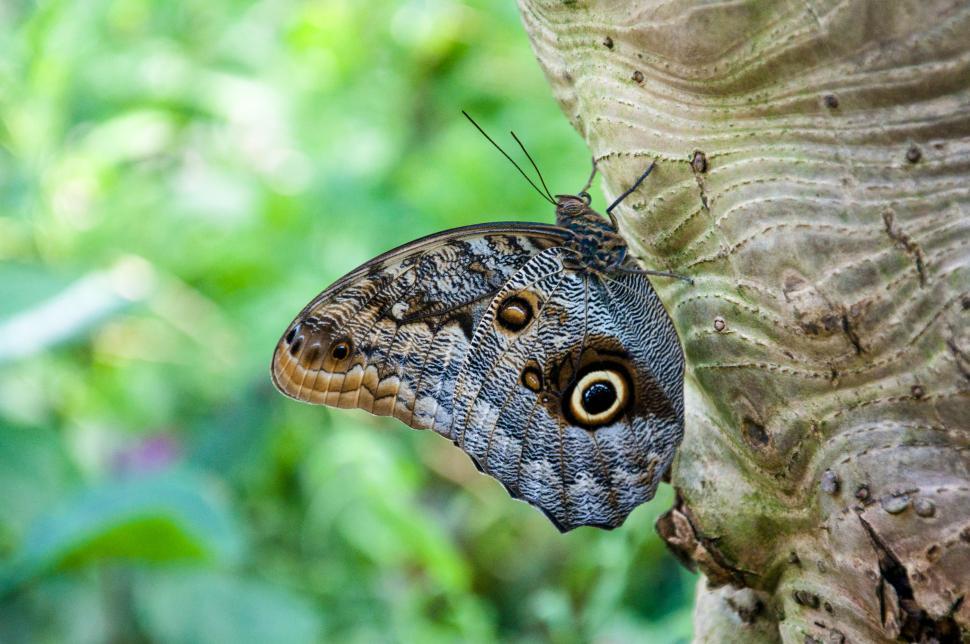 Free Image of Butterfly in nature 