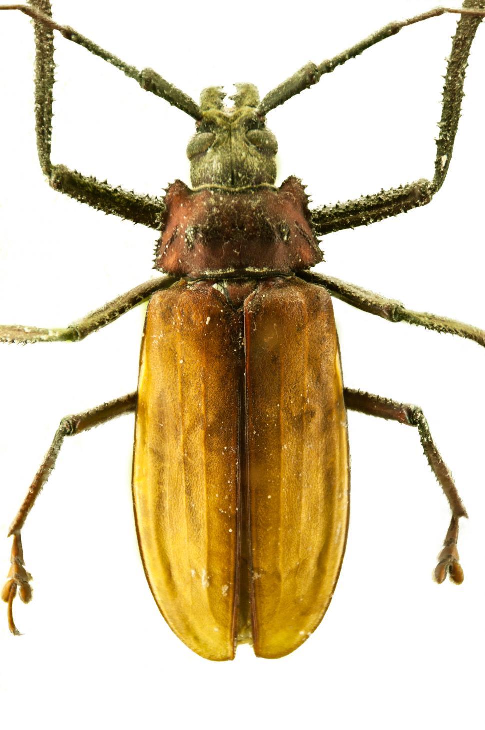 Free Image of beetle insect isolated on white 